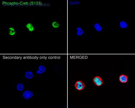 HUABIO HA750465 image 3