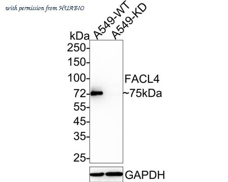 HUABIO HA750469 image 1