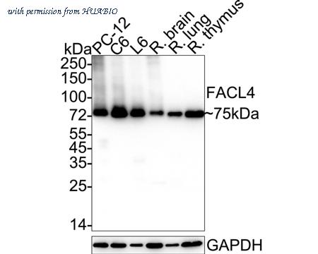 HUABIO HA750469 image 2
