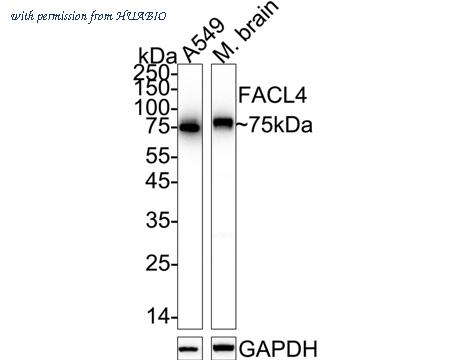 HUABIO HA750469 image 3