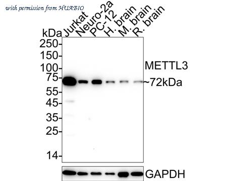 HUABIO HA750470 image 1