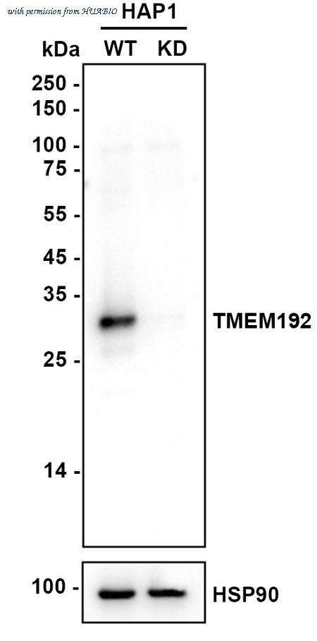 HUABIO HA750474 image 1