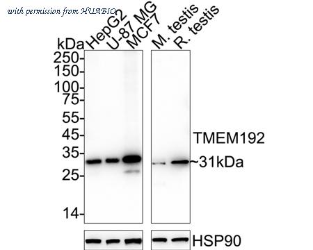 HUABIO HA750474 image 2