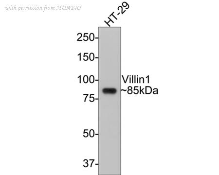 HUABIO HA750476 image 1