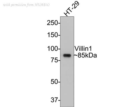 HUABIO HA750477 image 1