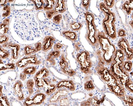 HUABIO HA750477 image 2