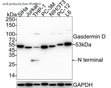 HUABIO HA750486 image 1