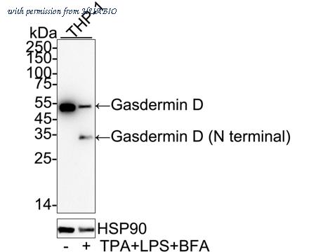 HUABIO HA750486 image 2