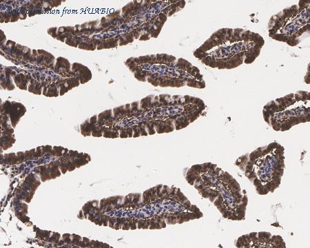 HUABIO HA750486 image 3