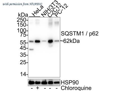 HUABIO HA750510 image 1