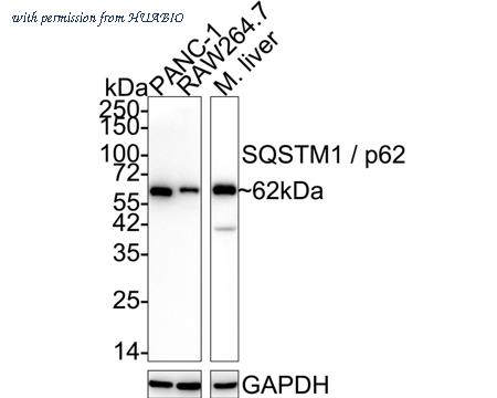 HUABIO HA750510 image 2