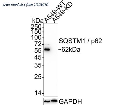 HUABIO HA750510 image 3