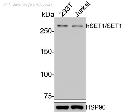 HUABIO HA750554 image 1