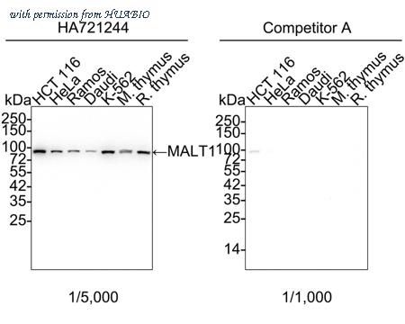 HUABIO HA750563 image 1