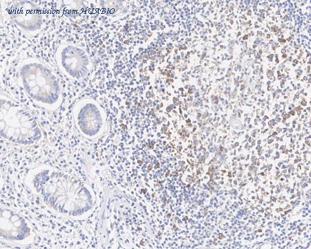 HUABIO HA750563 image 2