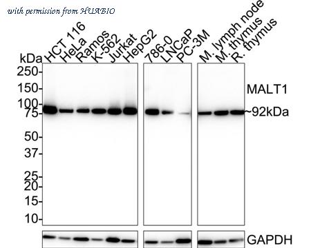 HUABIO HA750563 image 3