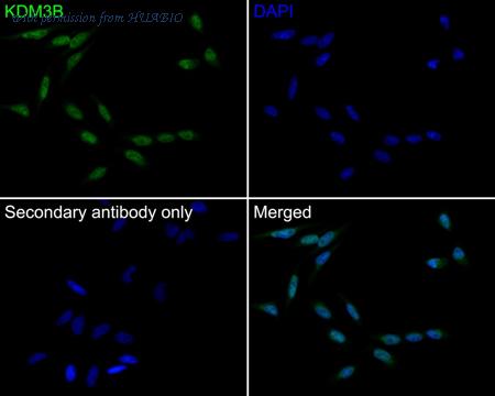 HUABIO HA750569 image 2