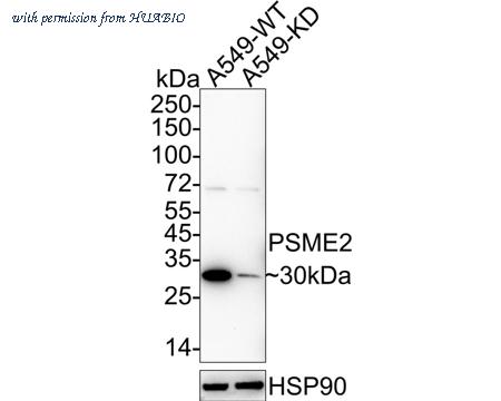 HUABIO HA750579 image 1