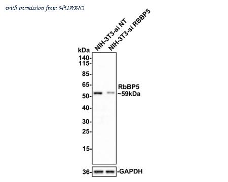 HUABIO HA750585 image 2