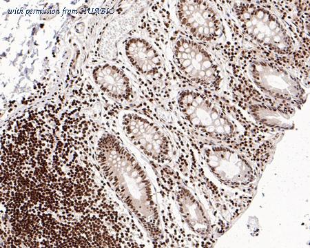 HUABIO HA750586 image 1