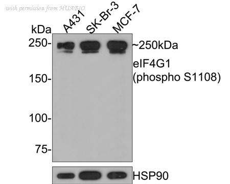 HUABIO HA750588 image 1