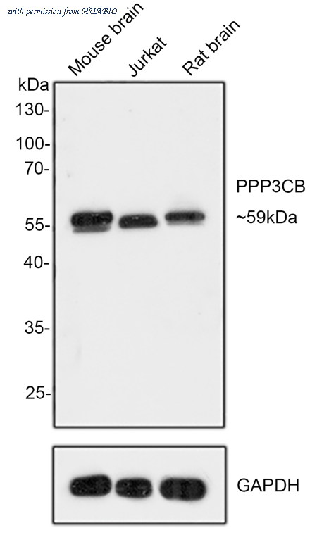 HUABIO HA750595 image 1