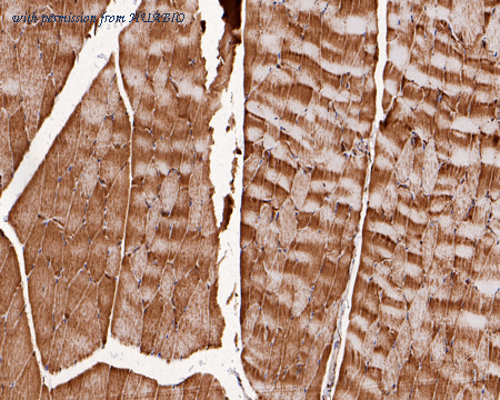 HUABIO HA750595 image 2