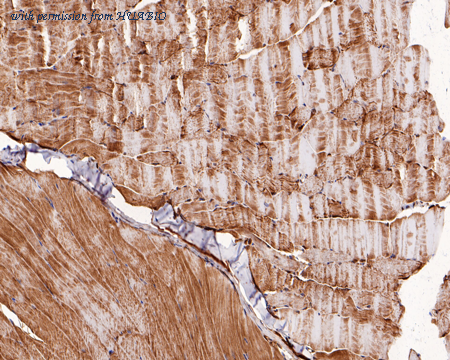 HUABIO HA750595 image 3