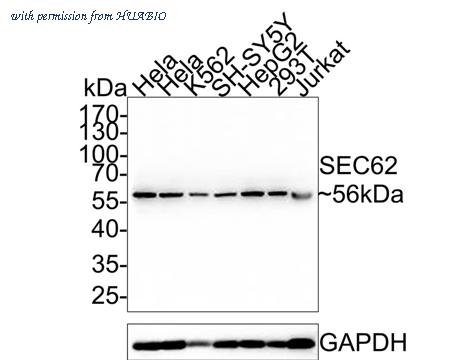 HUABIO HA750599 image 1