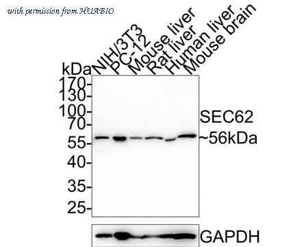 HUABIO HA750599 image 2