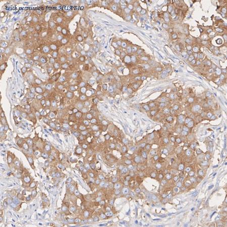 HUABIO HA750601 image 3