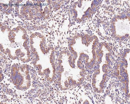 HUABIO HA750604 image 3