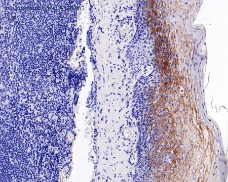 HUABIO HA750615 image 3