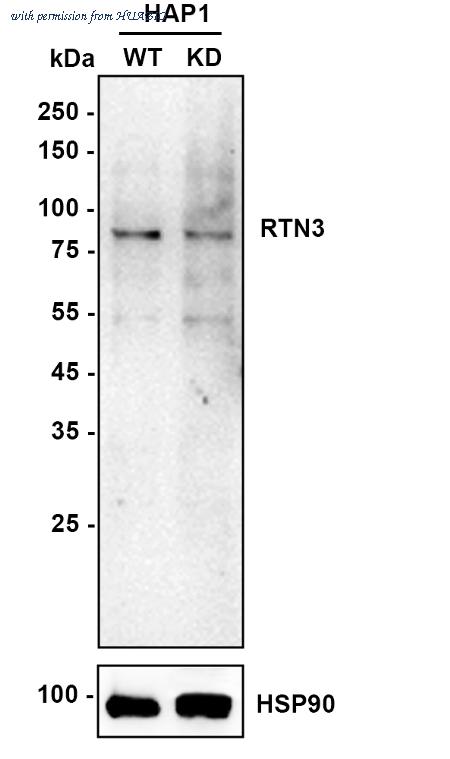 HUABIO HA750618 image 2