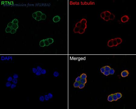 HUABIO HA750618 image 3