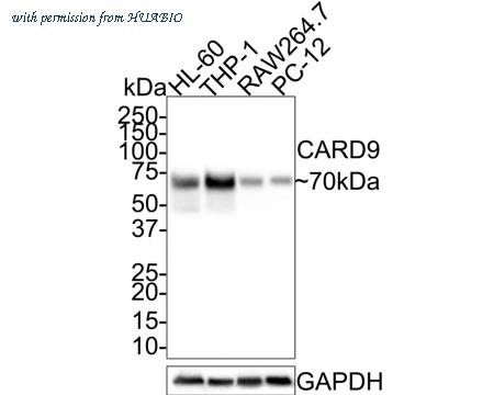 HUABIO HA750619 image 1