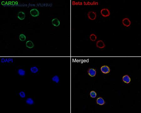 HUABIO HA750619 image 2
