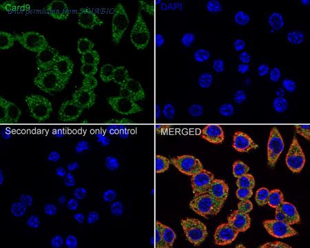 HUABIO HA750619 image 3