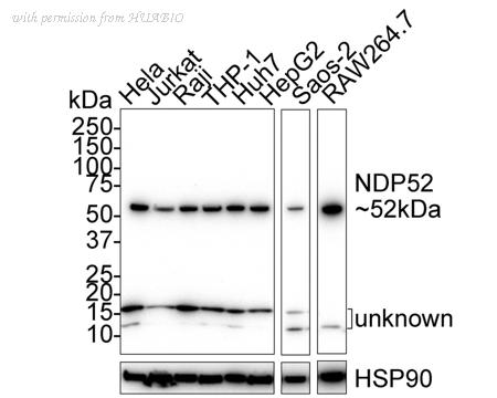 HUABIO HA750623 image 1