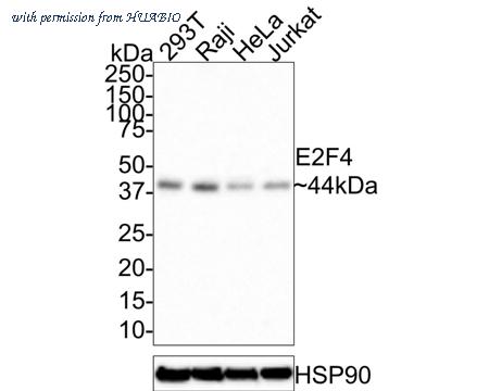 HUABIO HA750625 image 1