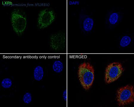 HUABIO HA750633 image 2