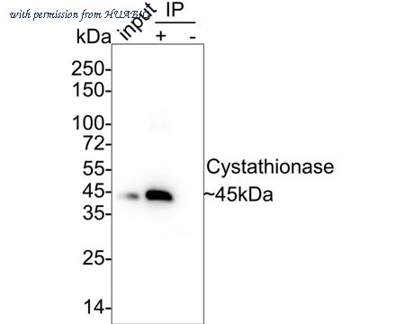 HUABIO HA750649 image 2
