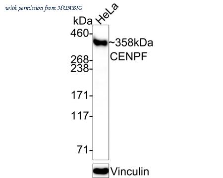 HUABIO HA750659 image 2