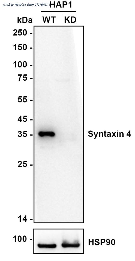 HUABIO HA750660 image 3