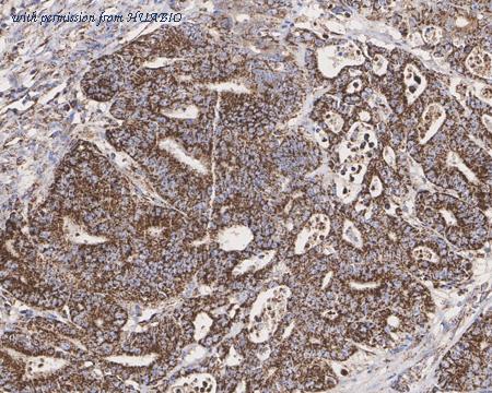 HUABIO HA750663 image 3