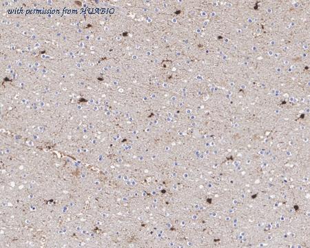 HUABIO HA750669 image 2