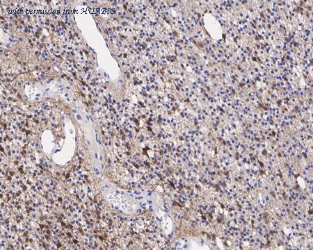 HUABIO HA750669 image 3