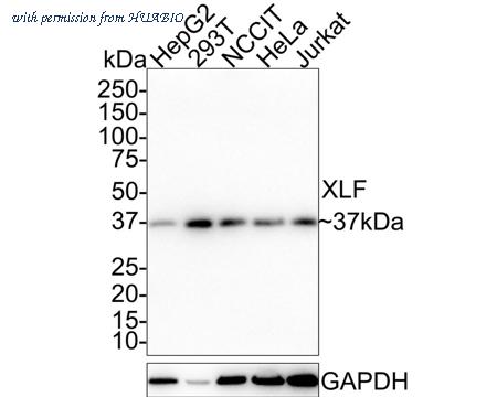 HUABIO HA750682 image 1