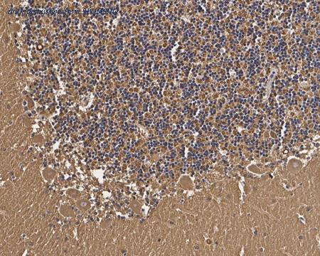 HUABIO HA750683 image 3