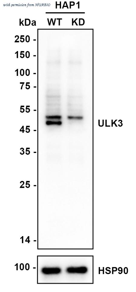 HUABIO HA750685 image 2